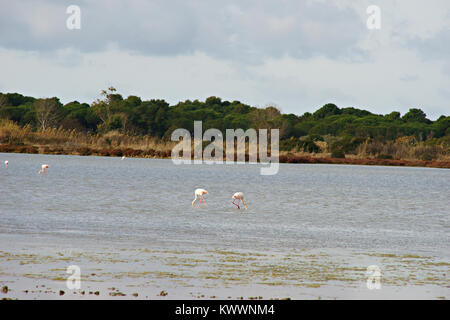 Flamants Roses dans le WWF parc naturel de Orbetello, lagune, Toscane, Italie Banque D'Images