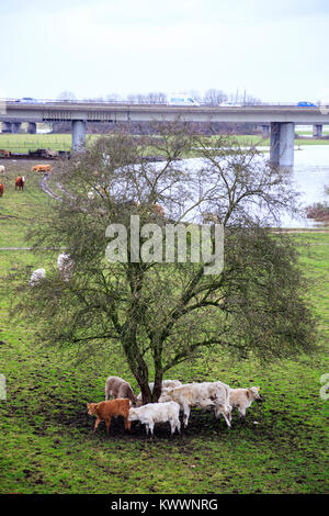 Les bovins avec pieds boueux sur un pâturage dans les plaines inondables de la rivière Ruhr, Styrumer Ruhrbogen, Mülheim an der Ruhr, Ruhr, Allemagne Banque D'Images