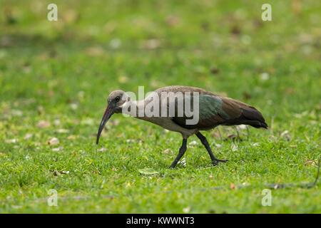 (Bostrychia hagedash Ibis hagedash) marche sur une allée, Banque D'Images