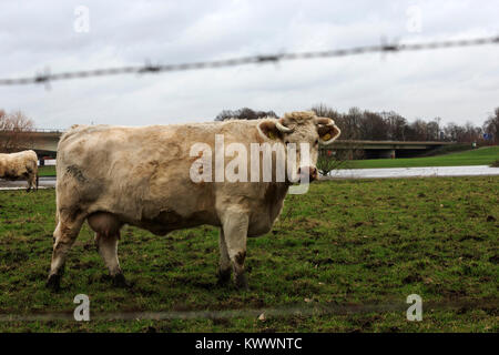 Vache avec pieds boueux sur un pâturage dans les plaines inondables de la rivière Ruhr, Styrumer Ruhrbogen, Mülheim an der Ruhr, Ruhr, Allemagne Banque D'Images