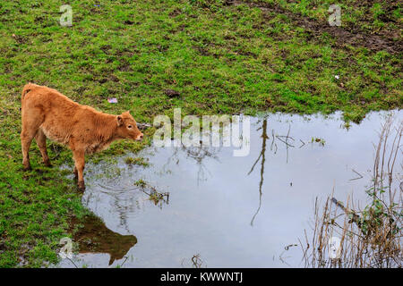 Veau debout à côté d'une énorme flaque d'eau sur un pâturage dans les plaines inondables de la rivière Ruhr, Styrumer Ruhrbogen, Mülheim an der Ruhr, Ruhr, Allemagne Banque D'Images