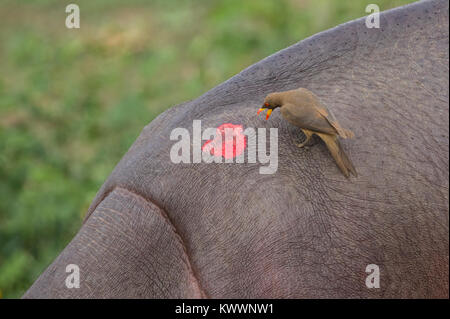 Yellow-billed Oxpecker (Buphagus africanus) à une blessure à l'Hippopotame (Hippopotamus amphibius), Banque D'Images