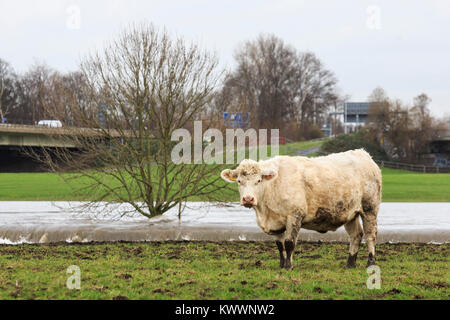 Les bovins avec pieds boueux sur un pâturage dans les plaines inondables de la rivière Ruhr, Styrumer Ruhrbogen, Mülheim an der Ruhr, Ruhr, Allemagne Banque D'Images