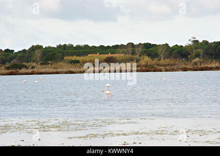 Flamants Roses dans le WWF parc naturel de Orbetello, lagune, Toscane, Italie Banque D'Images