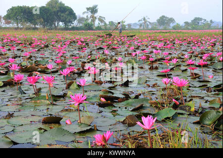 GOPALGANJ, BANGLADESH - le 11 novembre 2016 : Les nénuphars sur le lac à Gopalganj, au Bangladesh. Peuple bangladais gagner de l'argent en vendant l'eau lil Banque D'Images