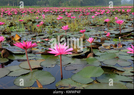 GOPALGANJ, BANGLADESH - le 11 novembre 2016 : Les nénuphars sur le lac à Gopalganj, au Bangladesh. Peuple bangladais gagner de l'argent en vendant l'eau lil Banque D'Images