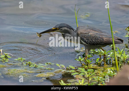 Héron, héron vert (Butorides striata ssp. atricapilla) du poisson de la loi, Banque D'Images