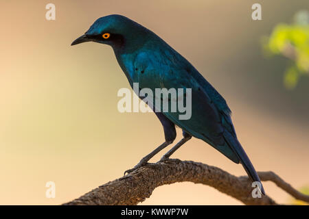 Plus de Blue-eared Glossy-Starling, une plus grande, choucador à oreillons bleus Lamprotornis chalybaeus (ssp. nordmanni), Sturnidae Banque D'Images