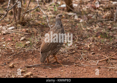 Natal, Francolin à bec rouge Pternistis natalensis, Phasianidae Banque D'Images