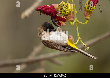 Dark-capped Bulbul (Hedydipna collaris) sur fleur de l'arbre Kigelia africana (saucisse) Banque D'Images