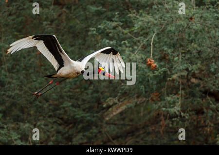 Saddle-billed Stork (Ephippiorhynchus senegalensis) en vol, battant Banque D'Images