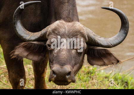 Tête de femme Buffle africain (Syncerus caffer caffer) Banque D'Images