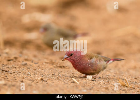 Red-billed Firefinch Lagonosticta senegala (mâle) sur le terrain Banque D'Images