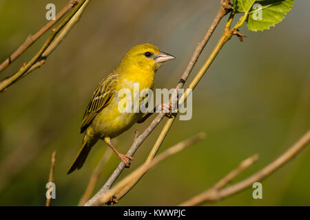 Le sud de Masked Weaver (Ploceus velatus), femme, des Cuculidae Banque D'Images