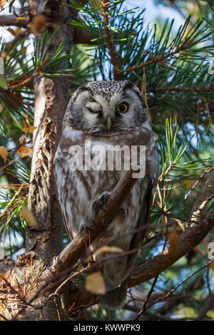 Tengmalms Owl (Aegolius funereus) perchées dans un arbre Banque D'Images