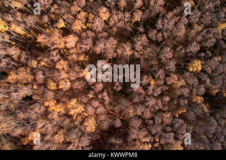 Drones eye view sur l'argent des bouleaux à Holme Fen SSSI réserve naturelle, Cambridgeshire, Angleterre, RU Banque D'Images