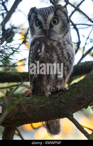 Tengmalms Owl (Aegolius funereus) perchées dans un arbre Banque D'Images