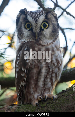 Tengmalms Owl (Aegolius funereus) perchées dans un arbre Banque D'Images