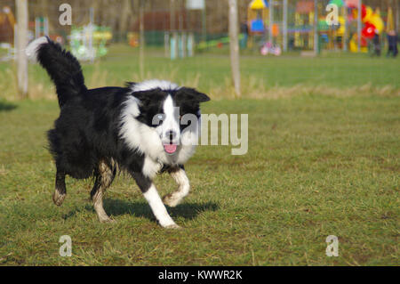 Jeune chien attentif est en cours d'exécution sur le pré. Heureux Border Collie sur l'herbe. Banque D'Images