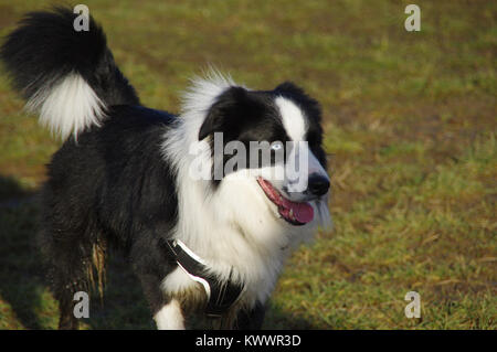 Heureux Border Collie sur l'herbe. Jeune chien attentif est en cours d'exécution sur le pré. Banque D'Images