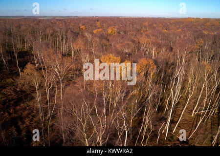 Drones eye view sur l'argent des bouleaux à Holme Fen SSSI réserve naturelle, Cambridgeshire, Angleterre, RU Banque D'Images