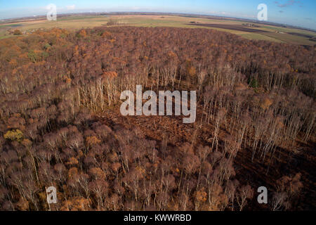 Drones eye view sur l'argent des bouleaux à Holme Fen SSSI réserve naturelle, Cambridgeshire, Angleterre, RU Banque D'Images