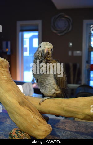 Perroquet gris d'Afrique se reposer sur un perchoir Banque D'Images