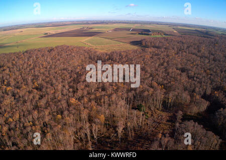 Drones eye view sur l'argent des bouleaux à Holme Fen SSSI réserve naturelle, Cambridgeshire, Angleterre, RU Banque D'Images