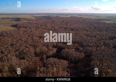 Drones eye view sur l'argent des bouleaux à Holme Fen SSSI réserve naturelle, Cambridgeshire, Angleterre, RU Banque D'Images