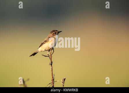 Un sibérien stonechat perché Banque D'Images