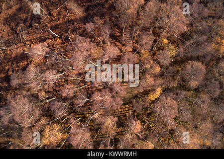 Drones eye view sur l'argent des bouleaux à Holme Fen SSSI réserve naturelle, Cambridgeshire, Angleterre, RU Banque D'Images