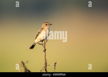 Un sibérien stonechat perché Banque D'Images