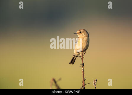 Un sibérien stonechat perché Banque D'Images