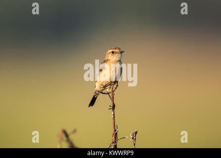 Un sibérien stonechat perché Banque D'Images