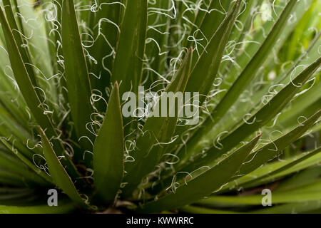 Frondes poilues d'un agave Filifera Thread de rétroéclairage de l'usine de feuille Banque D'Images