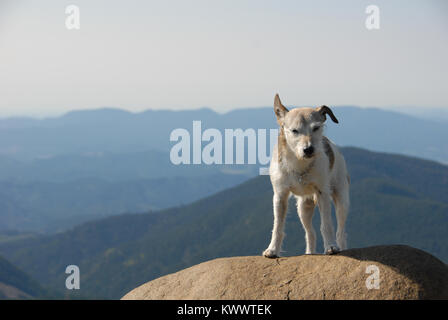 Jack Russell Terrier en haut de Mary's Peak, Oregon Philomath Banque D'Images