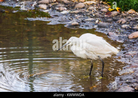 Portrait d'une aigrette garzette, Egretta garzetta, dans un étang. Banque D'Images