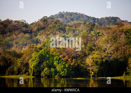 Forêt tropicale sur le côté ouest du lac Gatun (lac), le Panama province, République du Panama. Banque D'Images