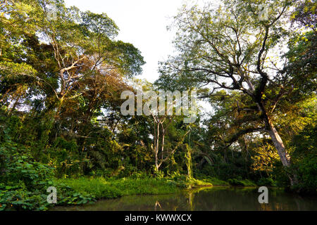 Paysage de Panama avec forêt tropicale au lever du soleil dans l'un des sidearms sur le côté ouest du lac de Gatun, province de Colon, République du Panama. Banque D'Images