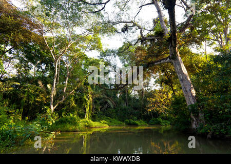 Paysage de Panama avec forêt tropicale au lever du soleil dans l'un des sidearms sur le côté ouest du lac de Gatun, province de Colon, République du Panama. Banque D'Images