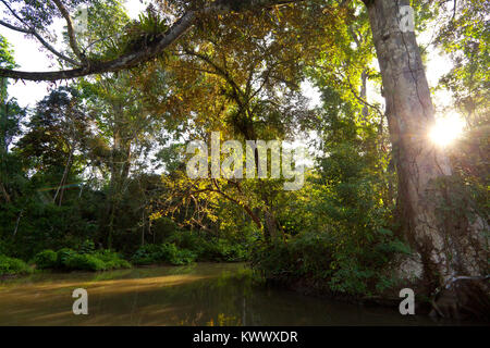 Paysage de Panama avec forêt tropicale au lever du soleil dans l'un des sidearms sur le côté ouest du lac de Gatun, province de Colon, République du Panama. Banque D'Images