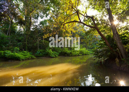 Rainforest au lever du soleil dans l'une des armes blanches sur le côté ouest de la province du lac Gatun, Colon, République du Panama. Banque D'Images