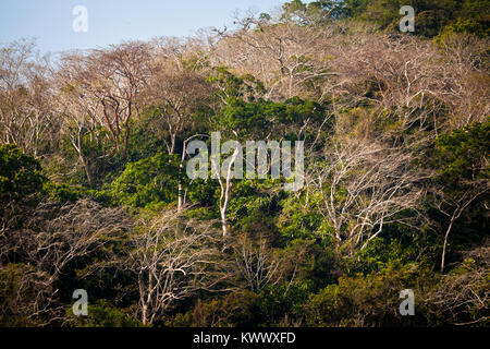 Forêt tropicale sur le côté ouest du lac Gatun (lac), le Panama province, République du Panama. Banque D'Images