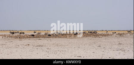 Les animaux se rassemblent pour prendre un verre dans un waterig trou dans la savane namibienne Banque D'Images