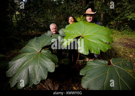 Grandes feuilles dans le parc national La Amistad, Chiriqui province, République du Panama. Banque D'Images