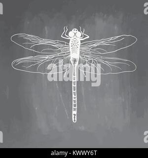 Libellule. Insectes de beauté. Hand drawn vector illustration d'actions. Tableau dessin. Croquis réalistes blanche sur tableau noir et tableau d'imitation Illustration de Vecteur