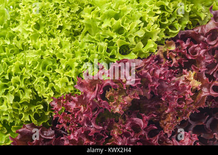 Salade verte et rouge gros plan mix Banque D'Images