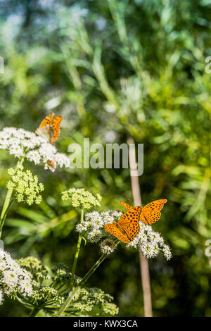 Les poissons dans l'eau claire Banque D'Images
