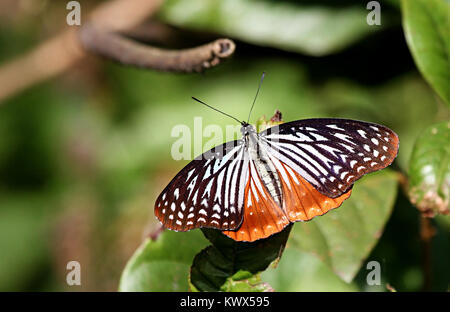 Papillon de Circé Banque D'Images