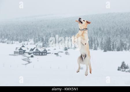 L'hiver avec chien dans la nature. Labrador Retriever jaune dans la neige. Banque D'Images